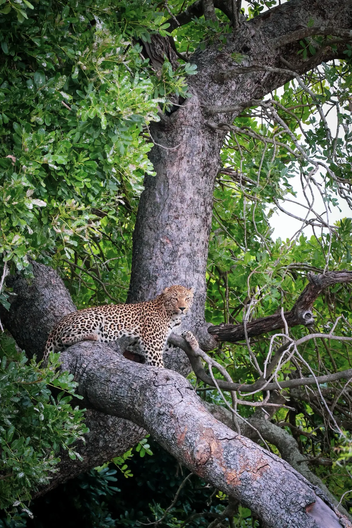 Incredible safari animals (1)