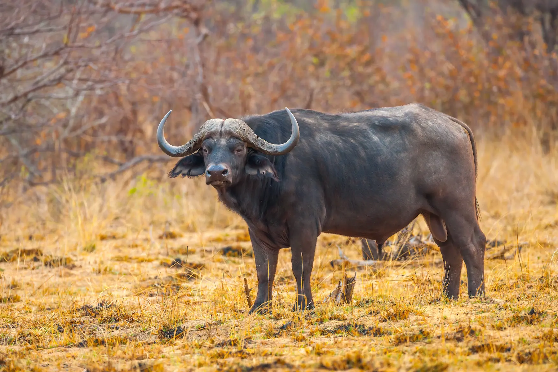 Incredible safari animals (2)