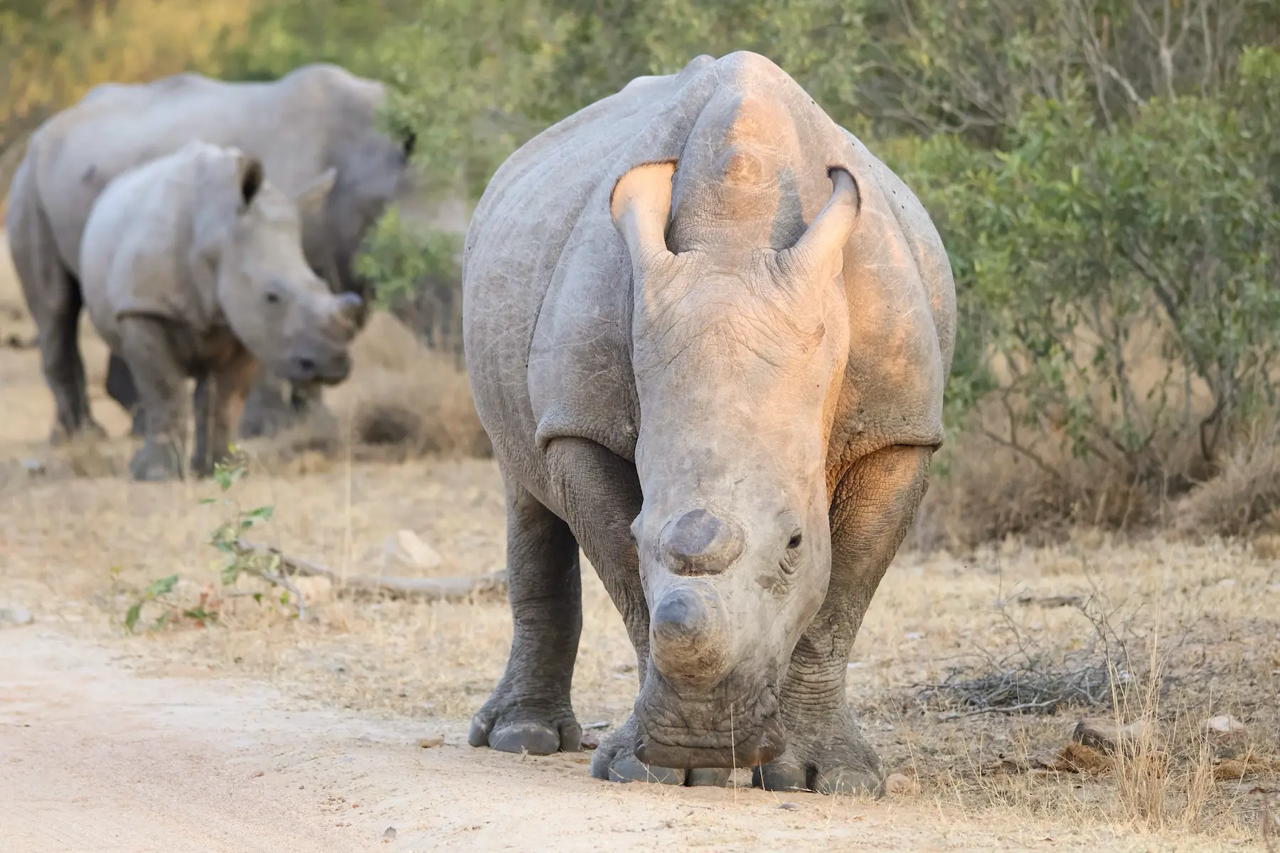Incredible safari animals (3)