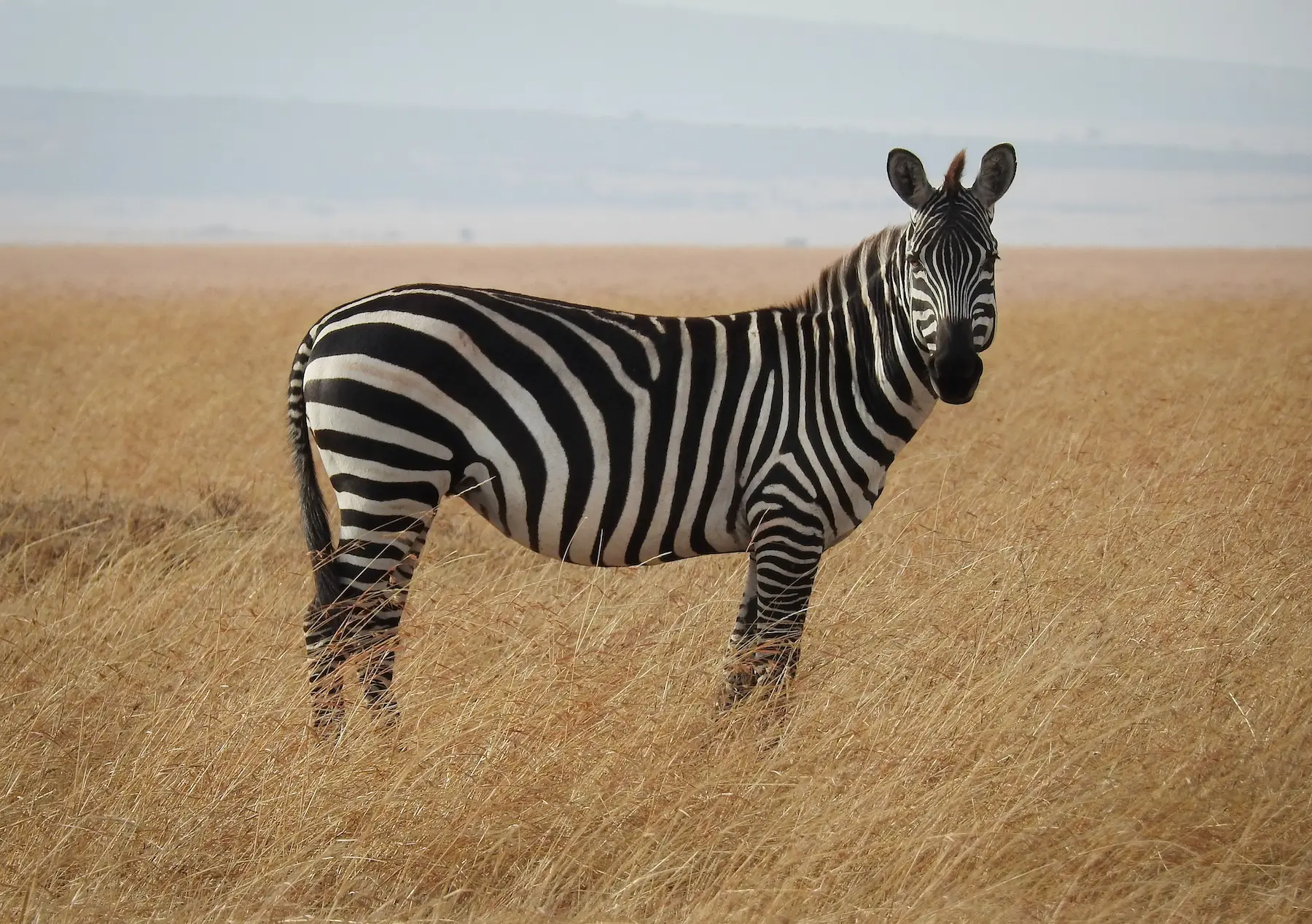 Incredible safari animals (4)