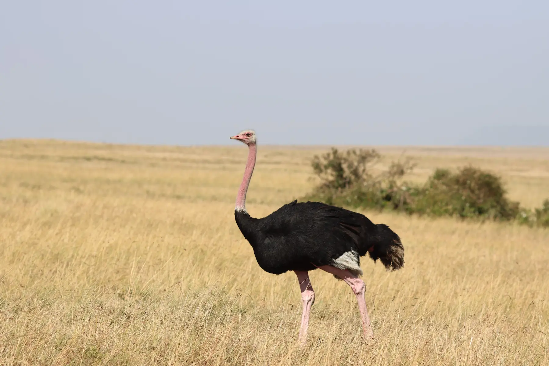 Incredible safari animals (5)