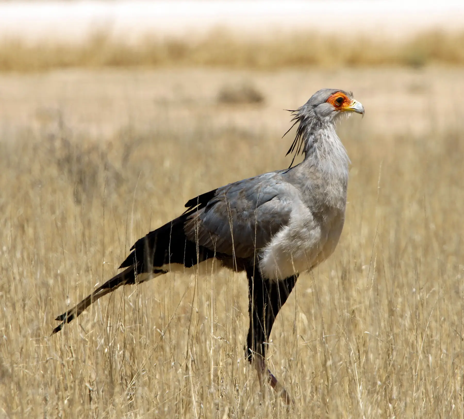Incredible safari animals (6)