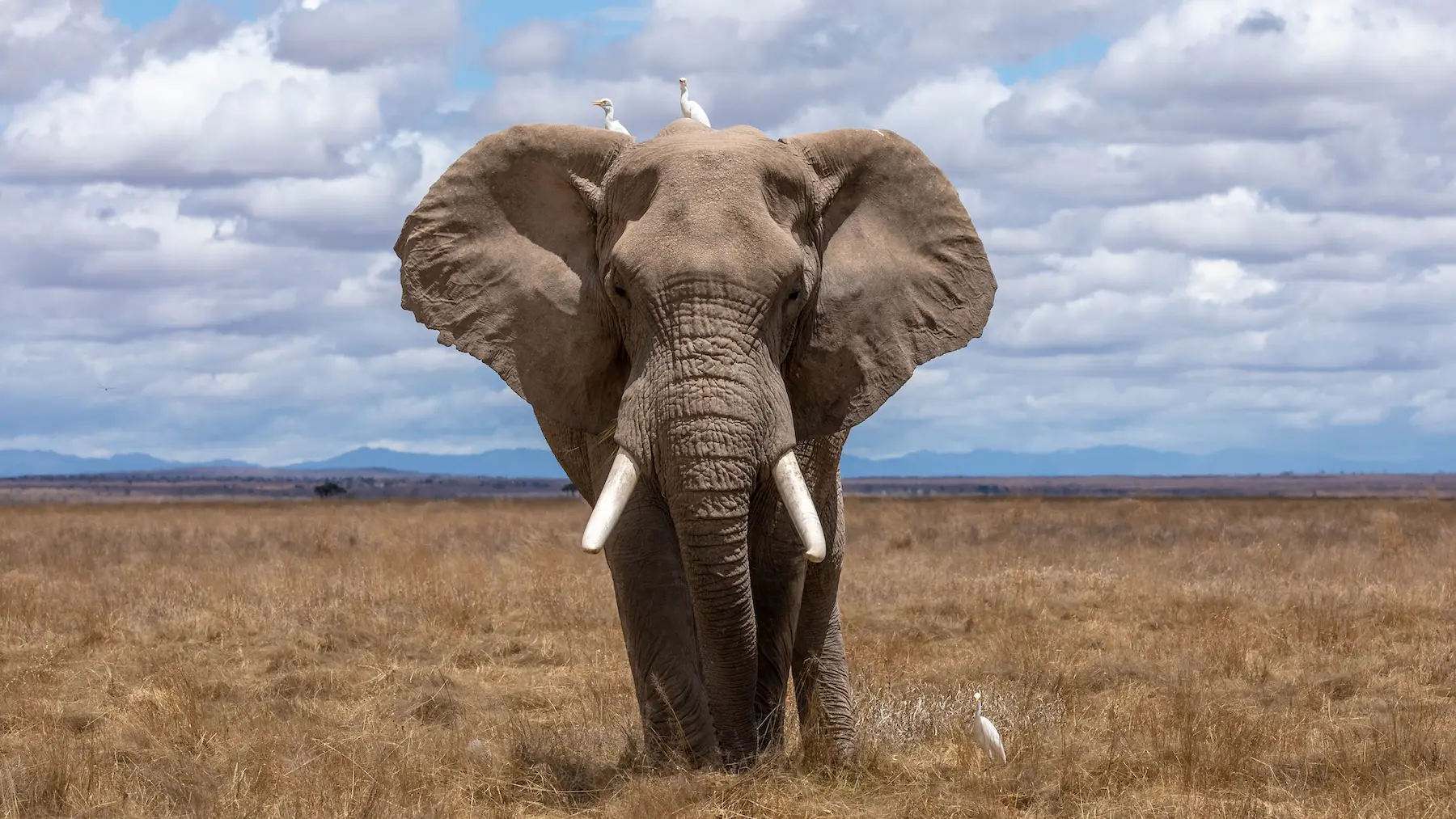Incredible safari animals