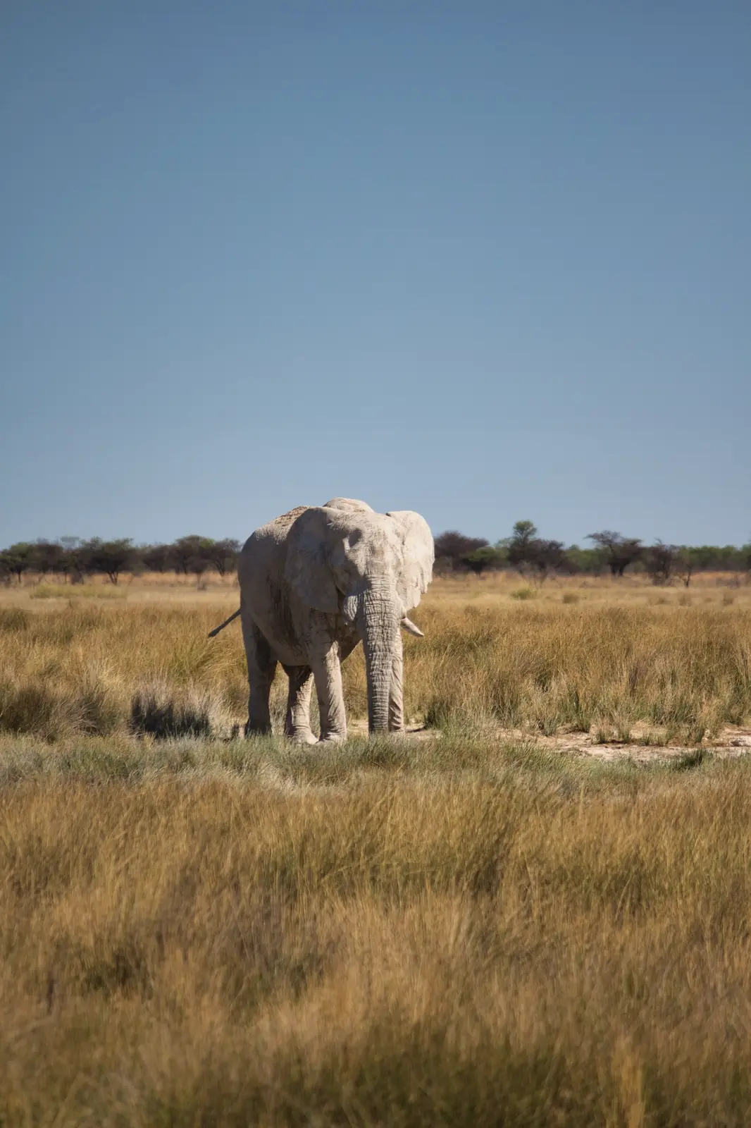 Namibia canon 290 test 2013