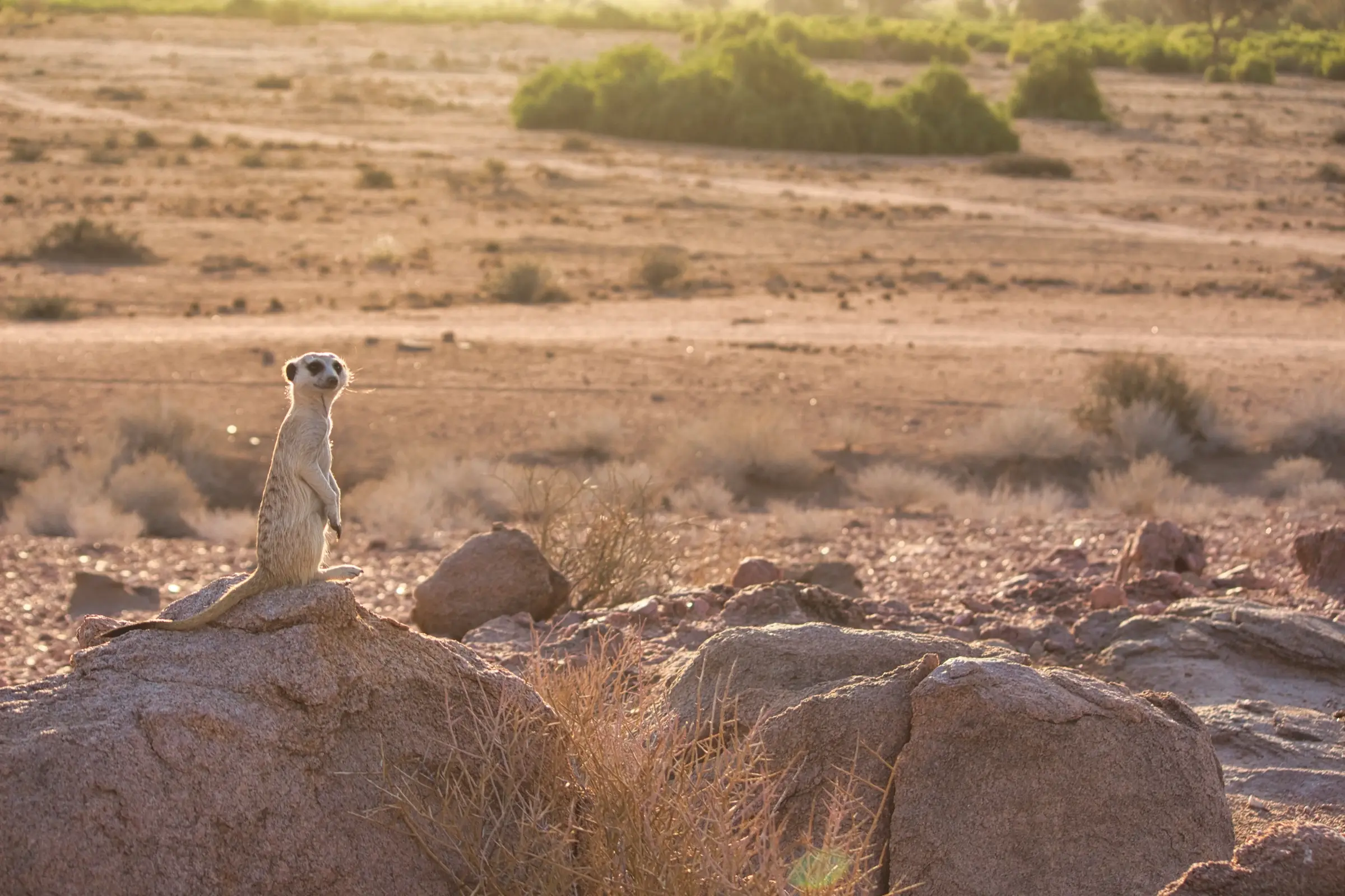 Namibia deserts wildlife landscapes (1)