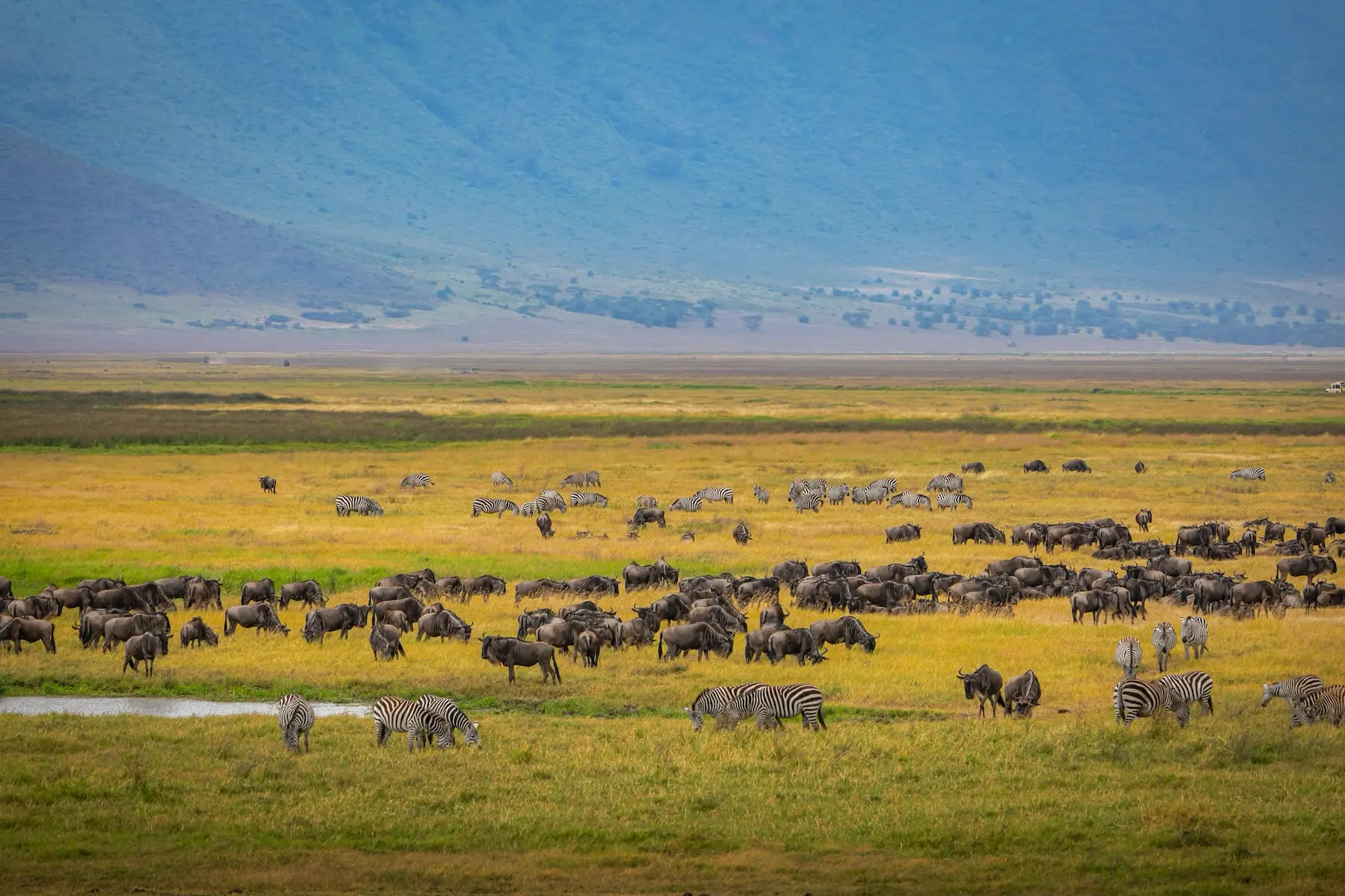 Safari timing africa