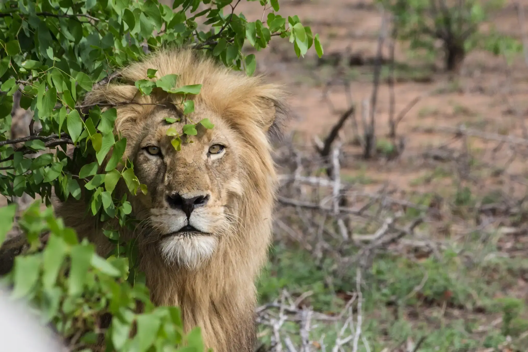 Unique safaris kruger 24