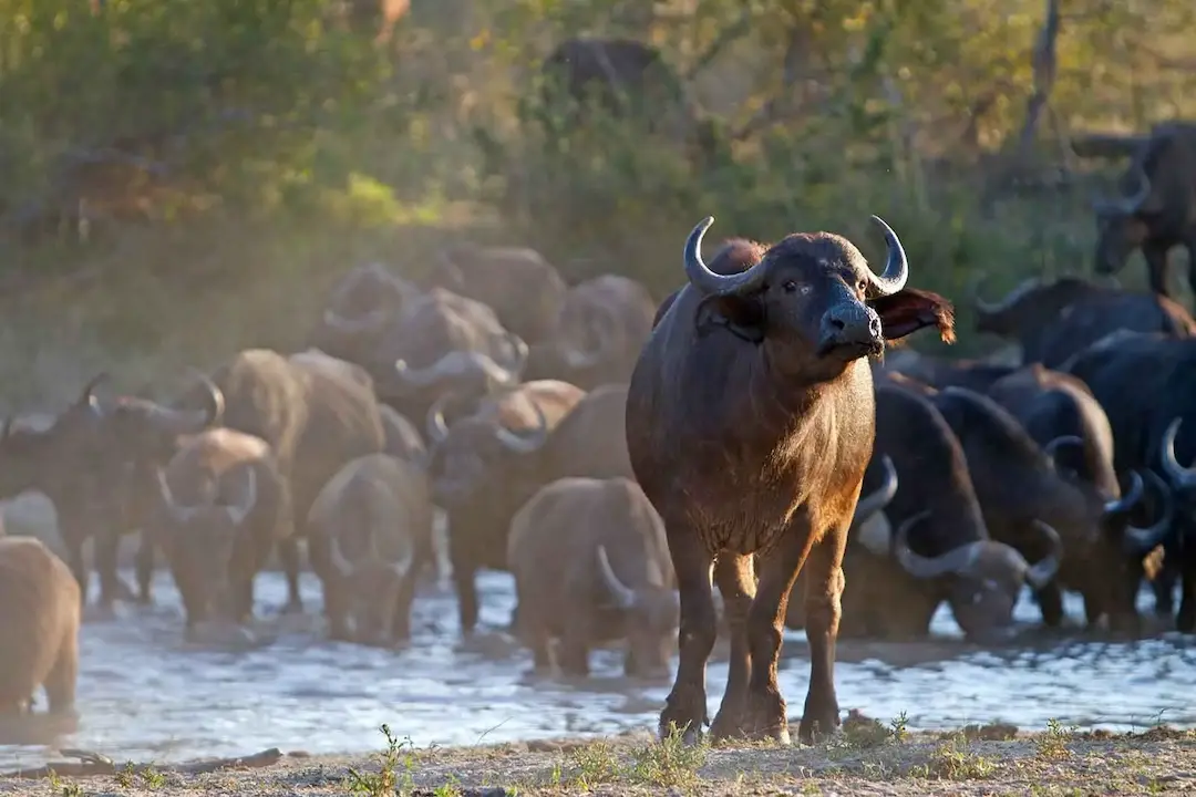 Unique safaris kruger 5