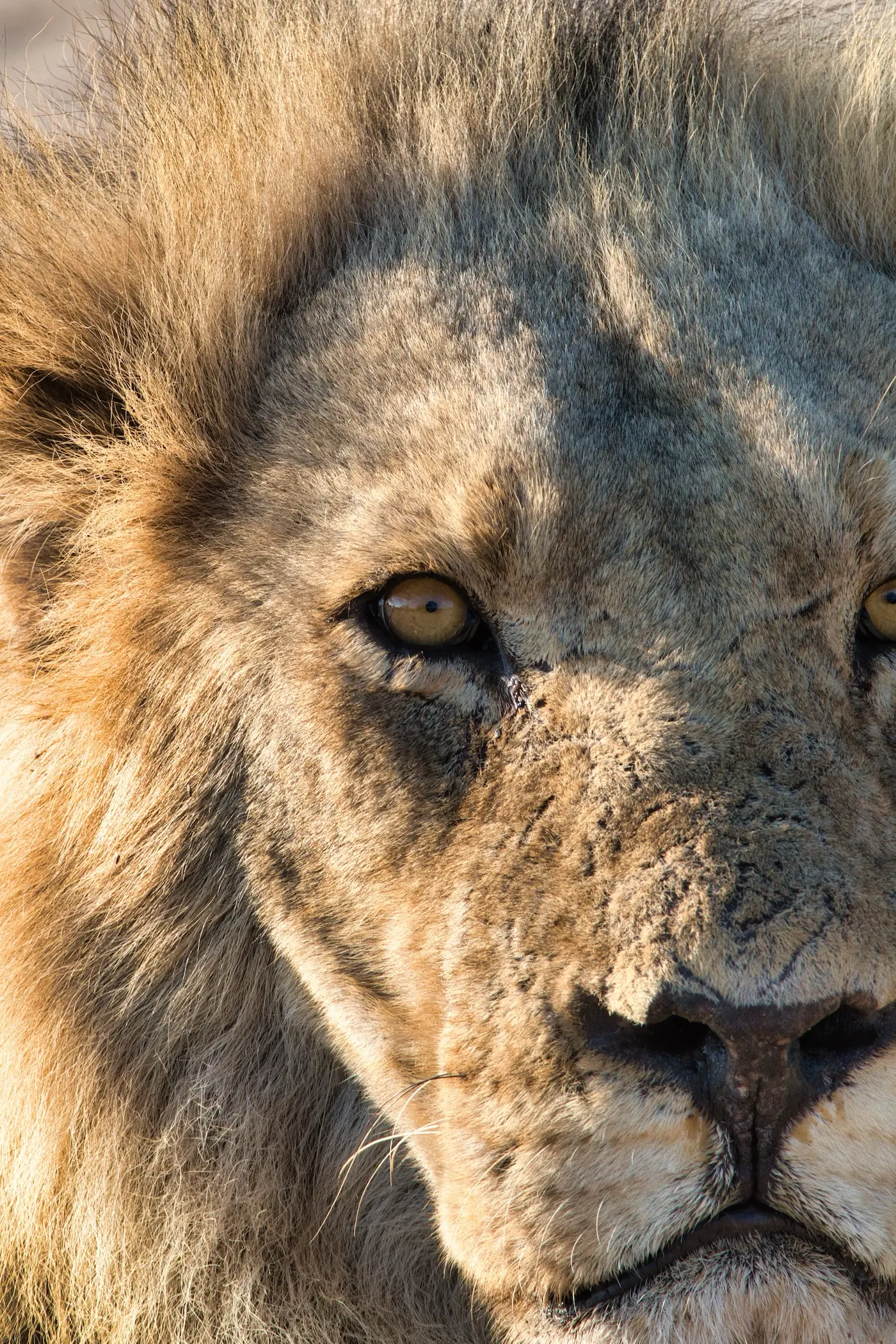 2023 work botswana canon 295