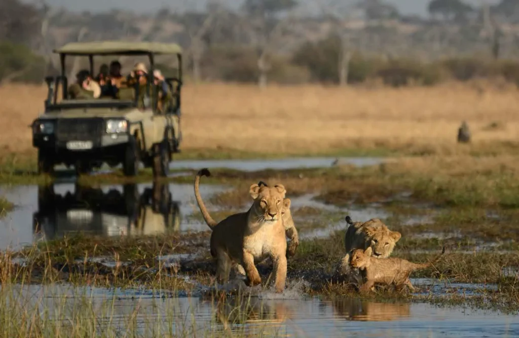 Camp savuti lion game drive