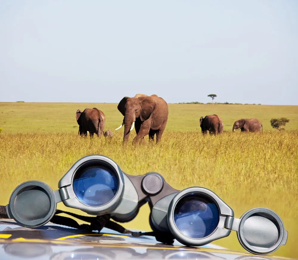 Essential safari equipment
