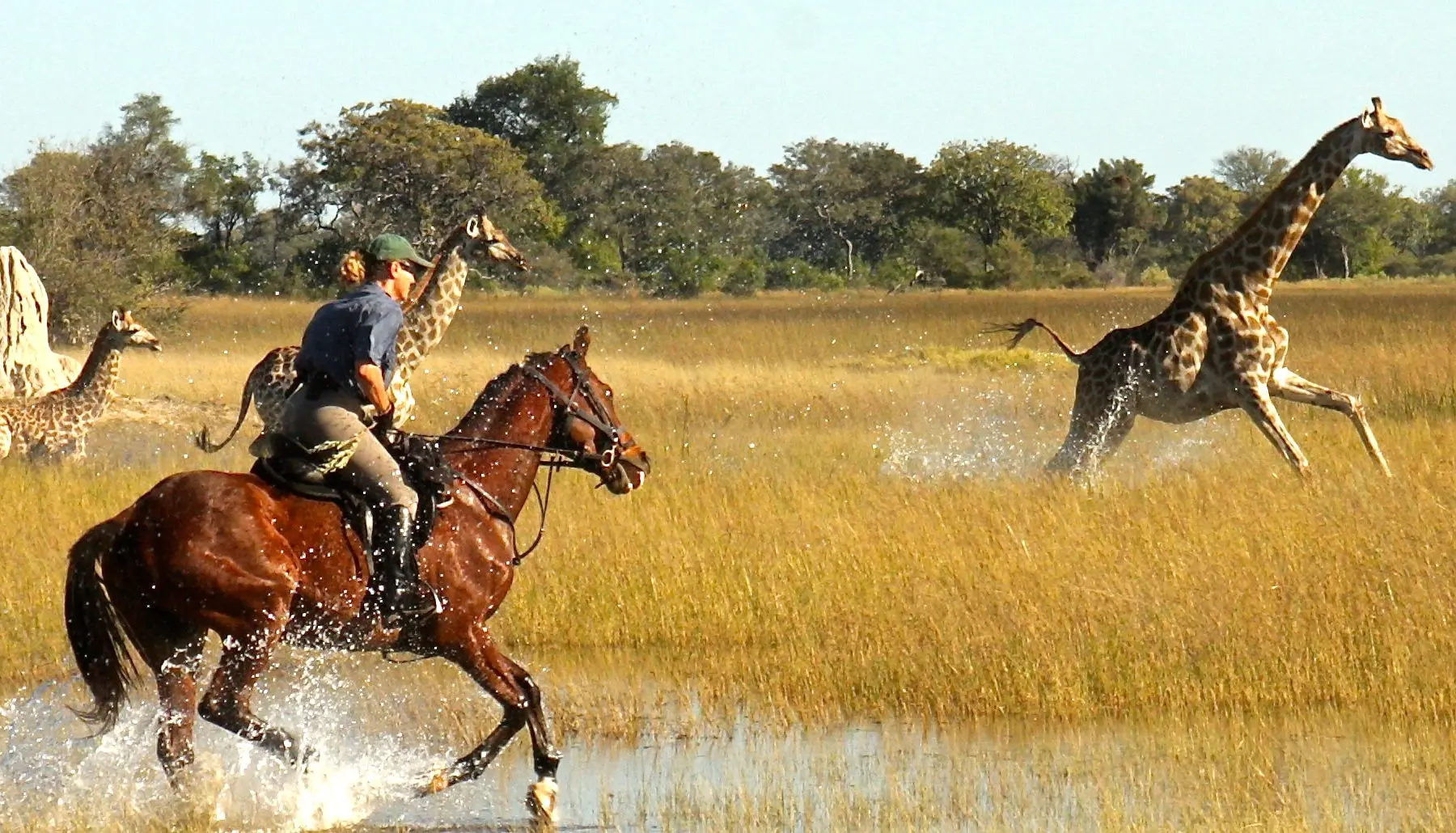 Okavango horses safaris