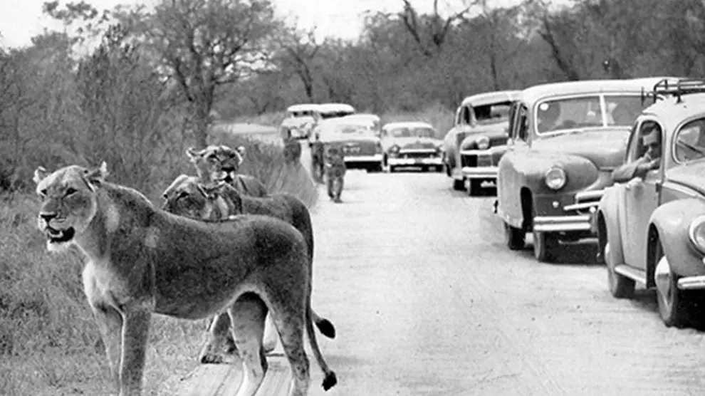 Unique safaris em portugues (1)