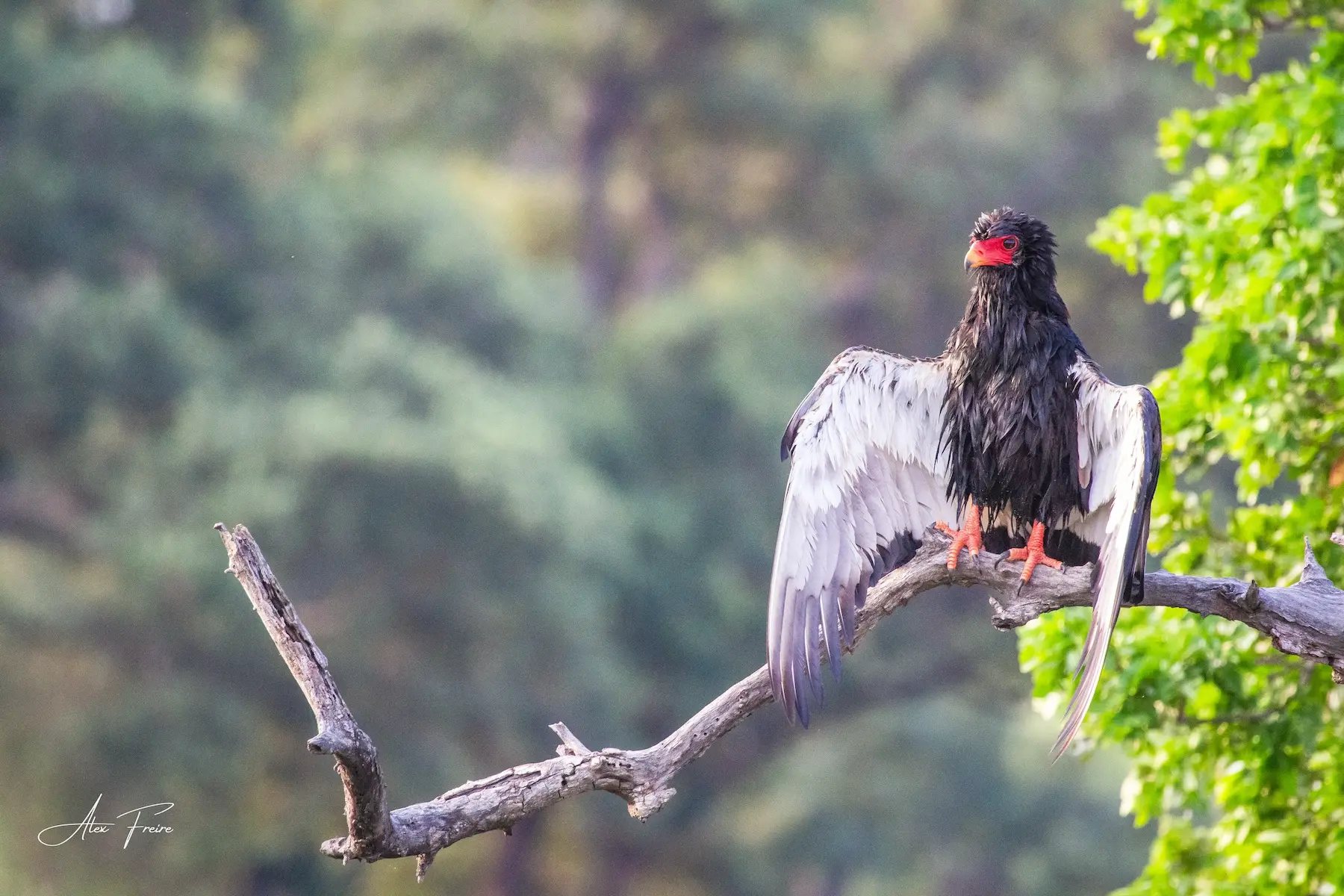 Wildlife safari photo