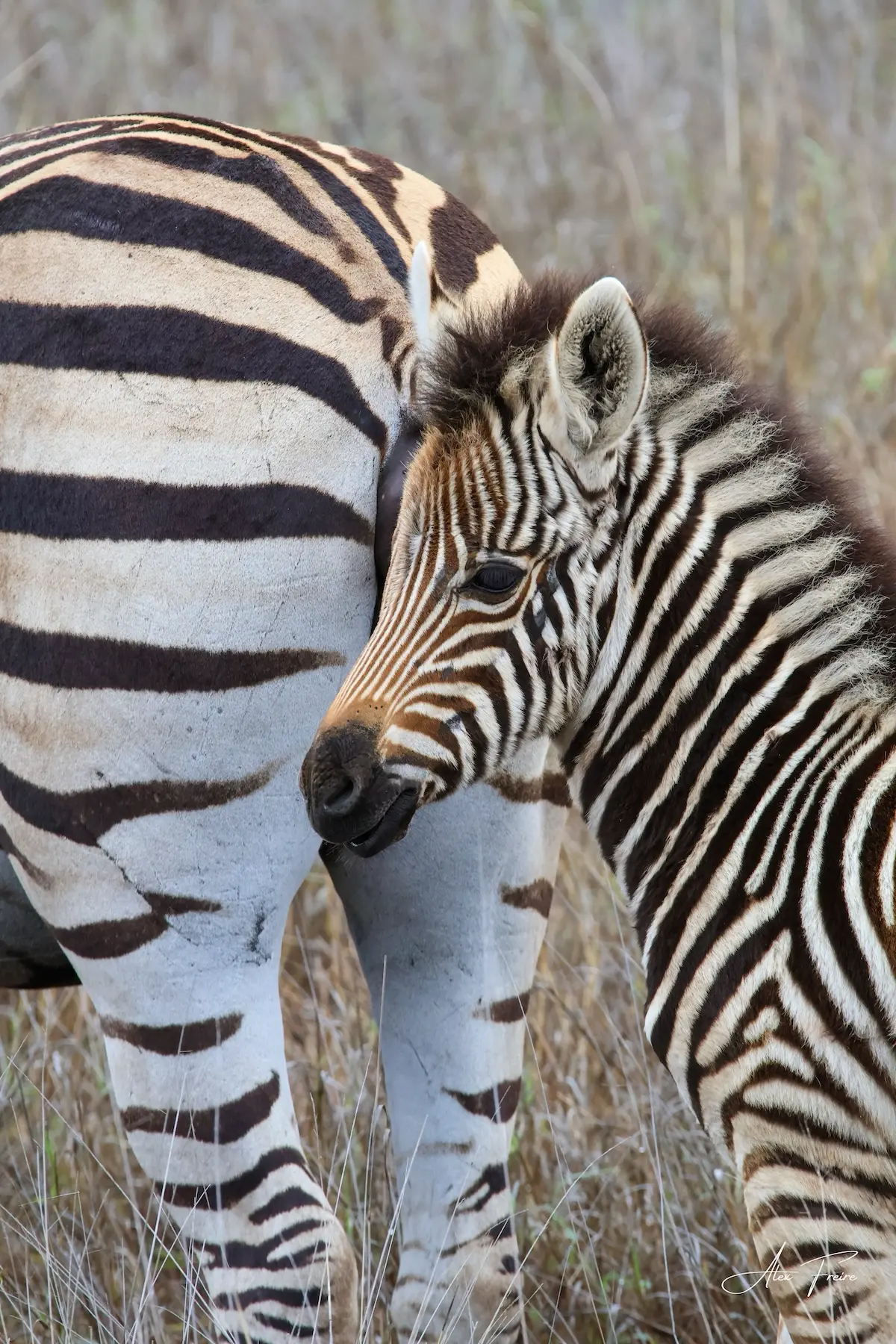 Alex Freire Guia em Português