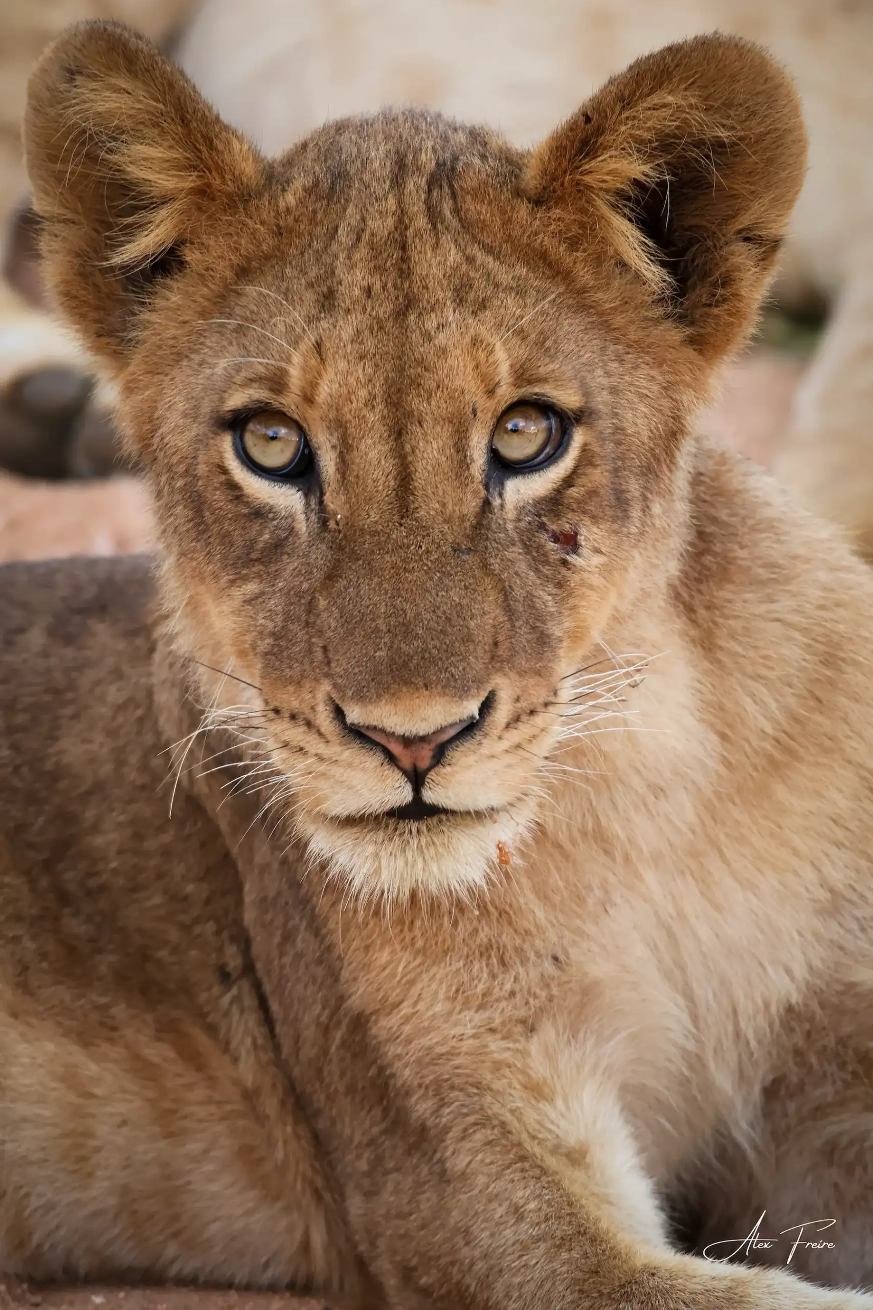 Alex Freire Guia em Português