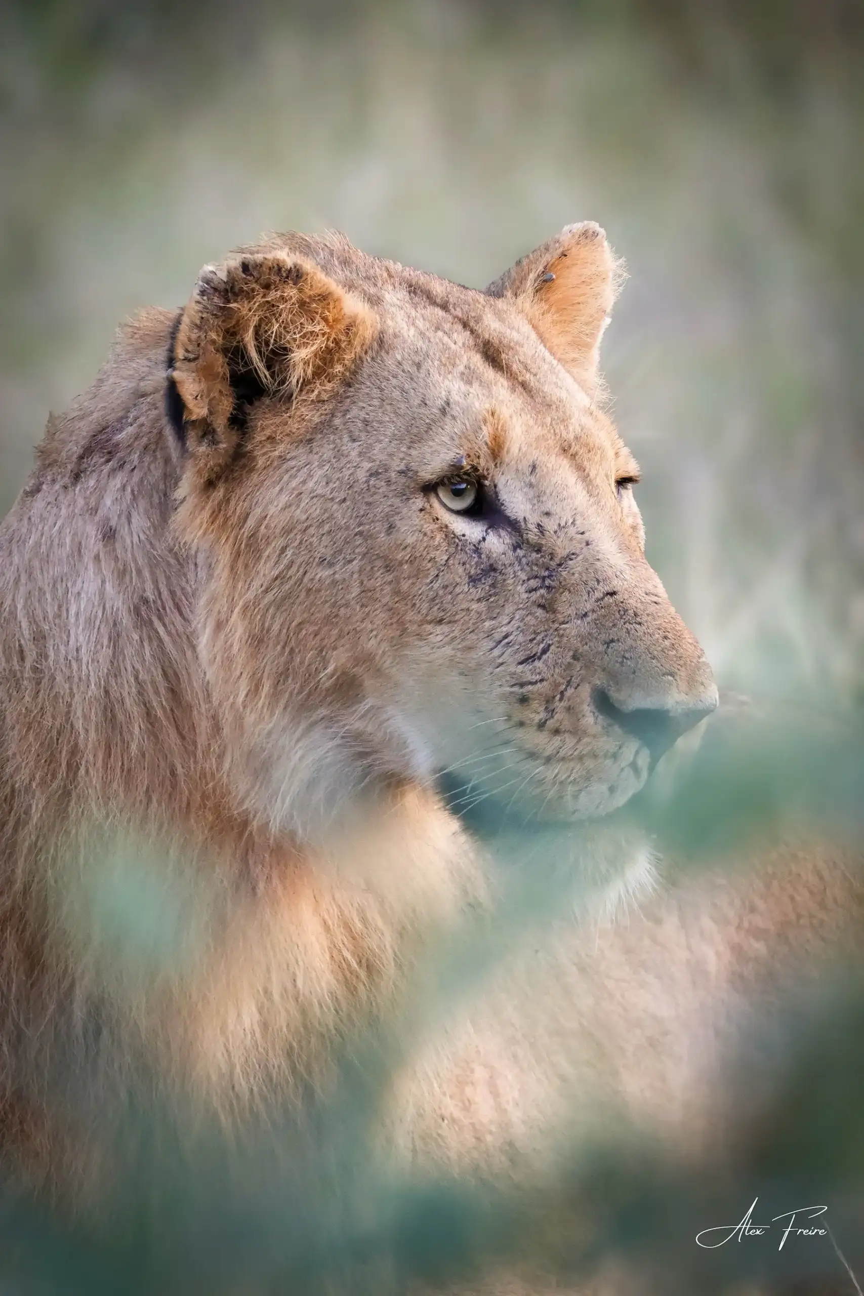 Alex Freire Guia em Português