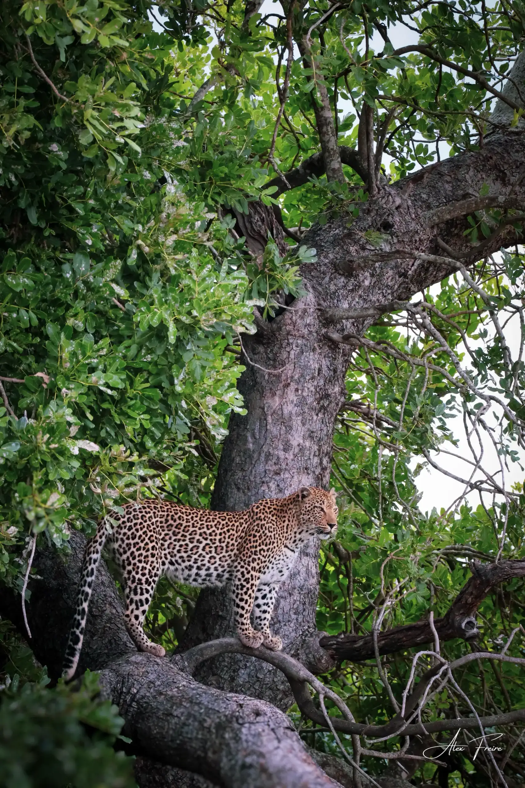 Alex Freire Guia em Português