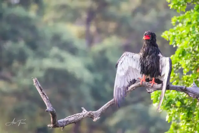 Alex Freire Guia em Português