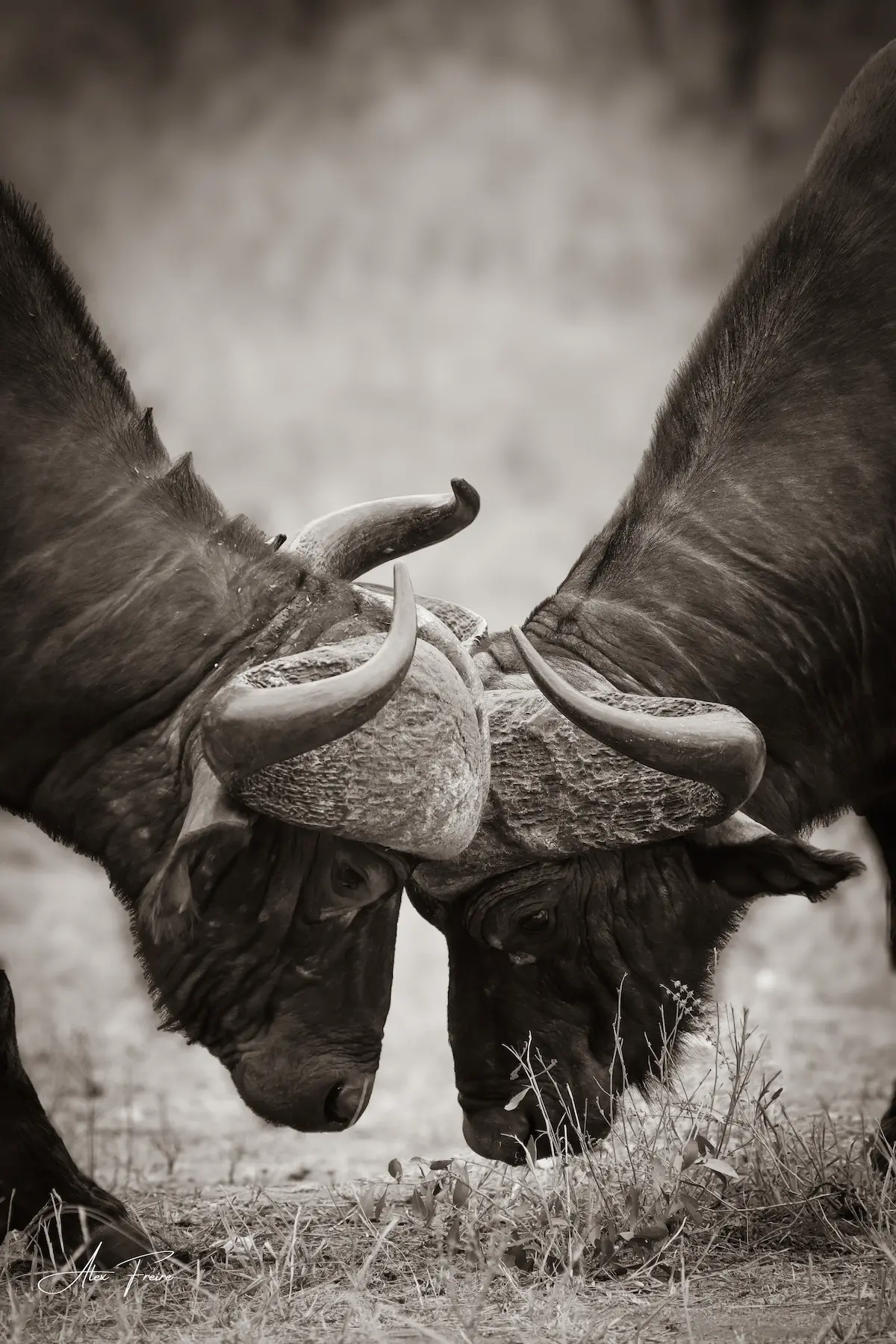 Alex Freire Guia em Português
