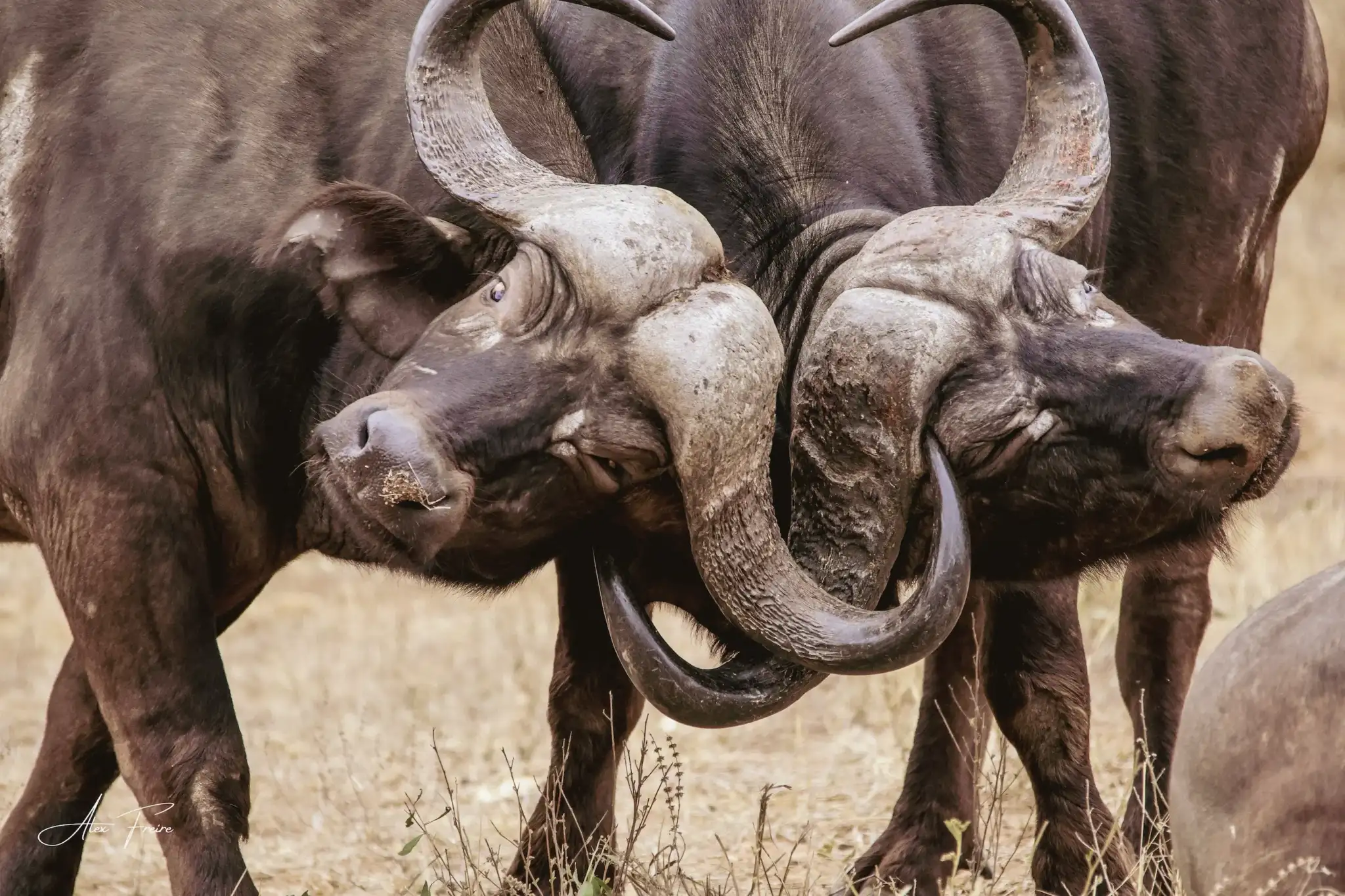 Alex Freire Guia em Português