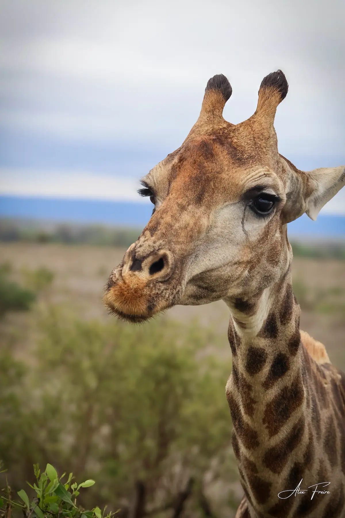 Alex Freire Guia em Português