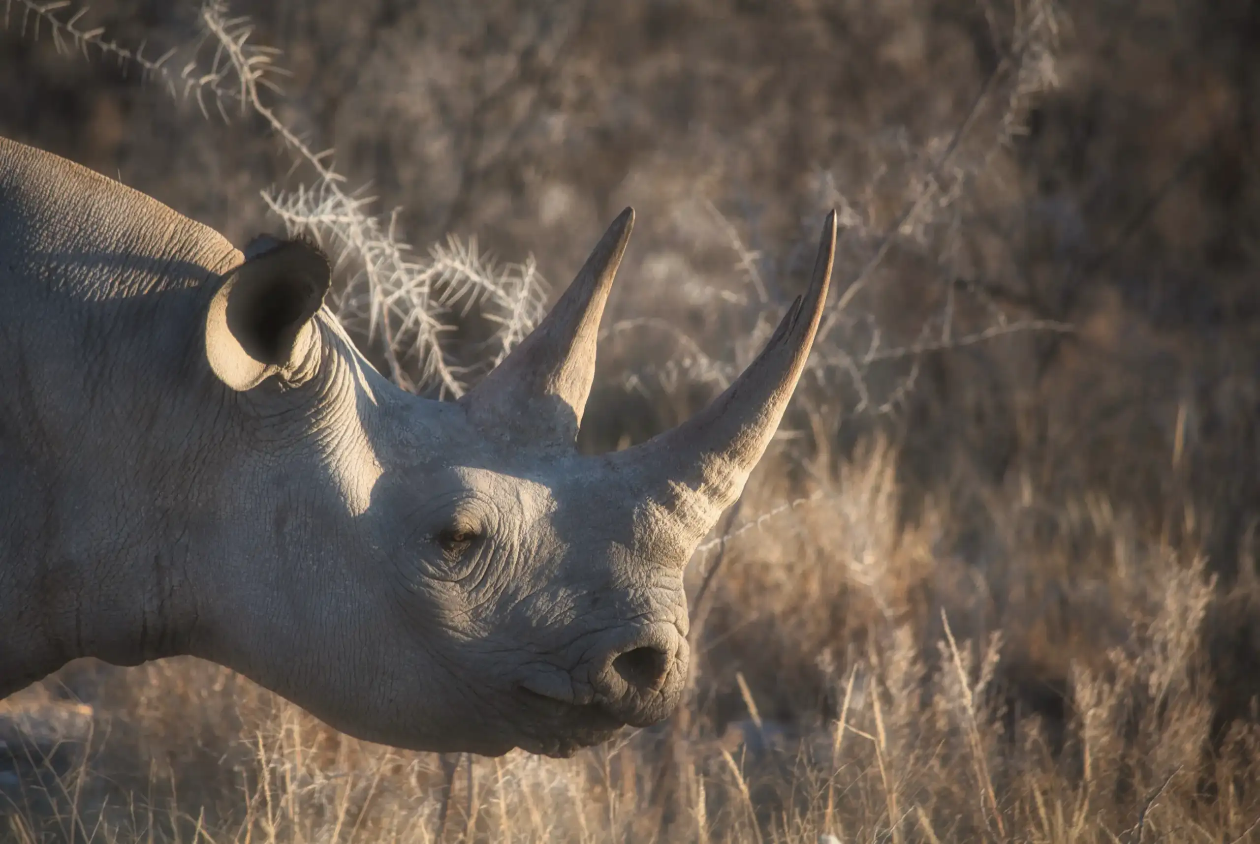 Rinoceronte Alex Freire