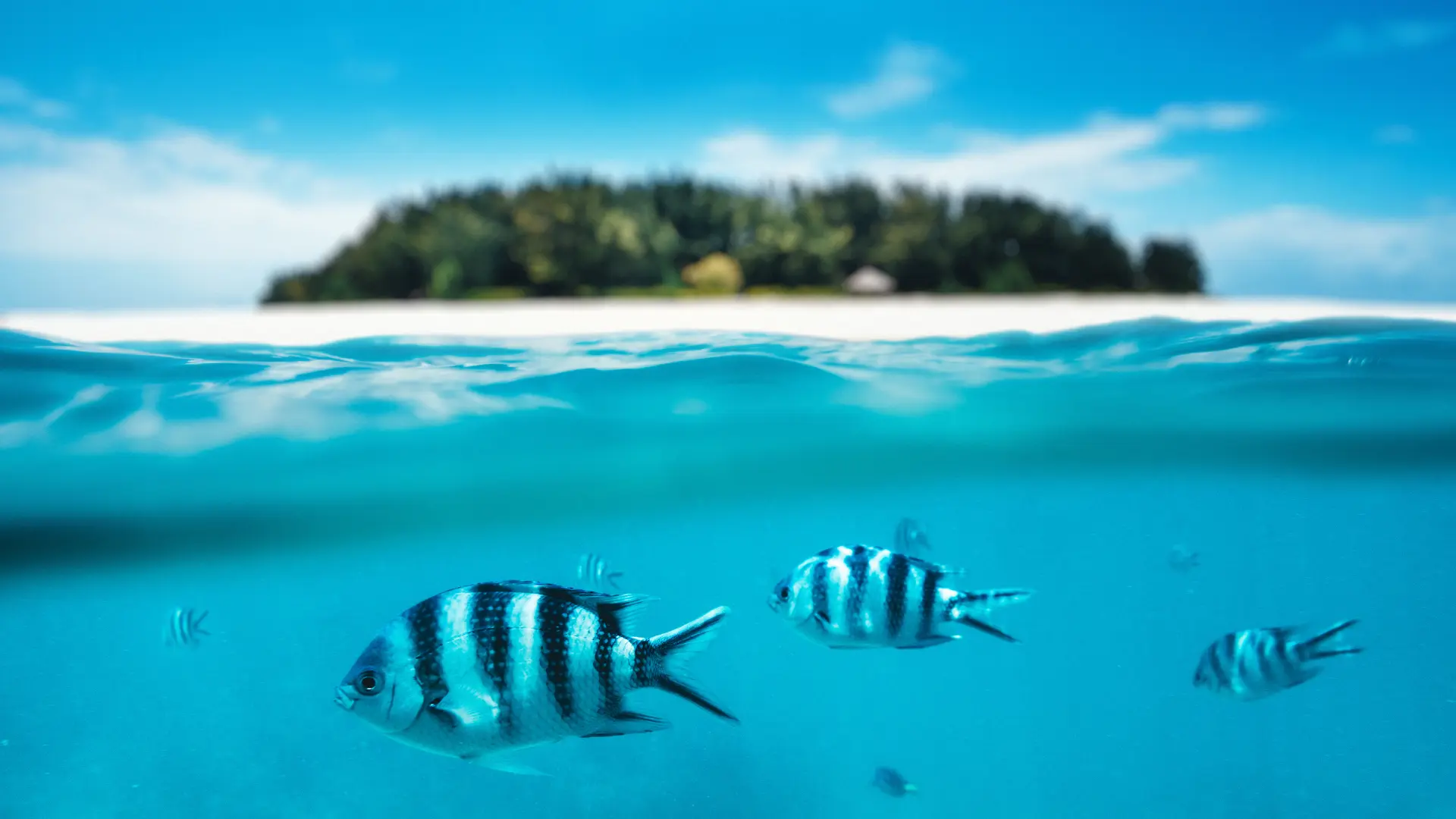 Unique Safaris Tours Tanzania e Zanzibar