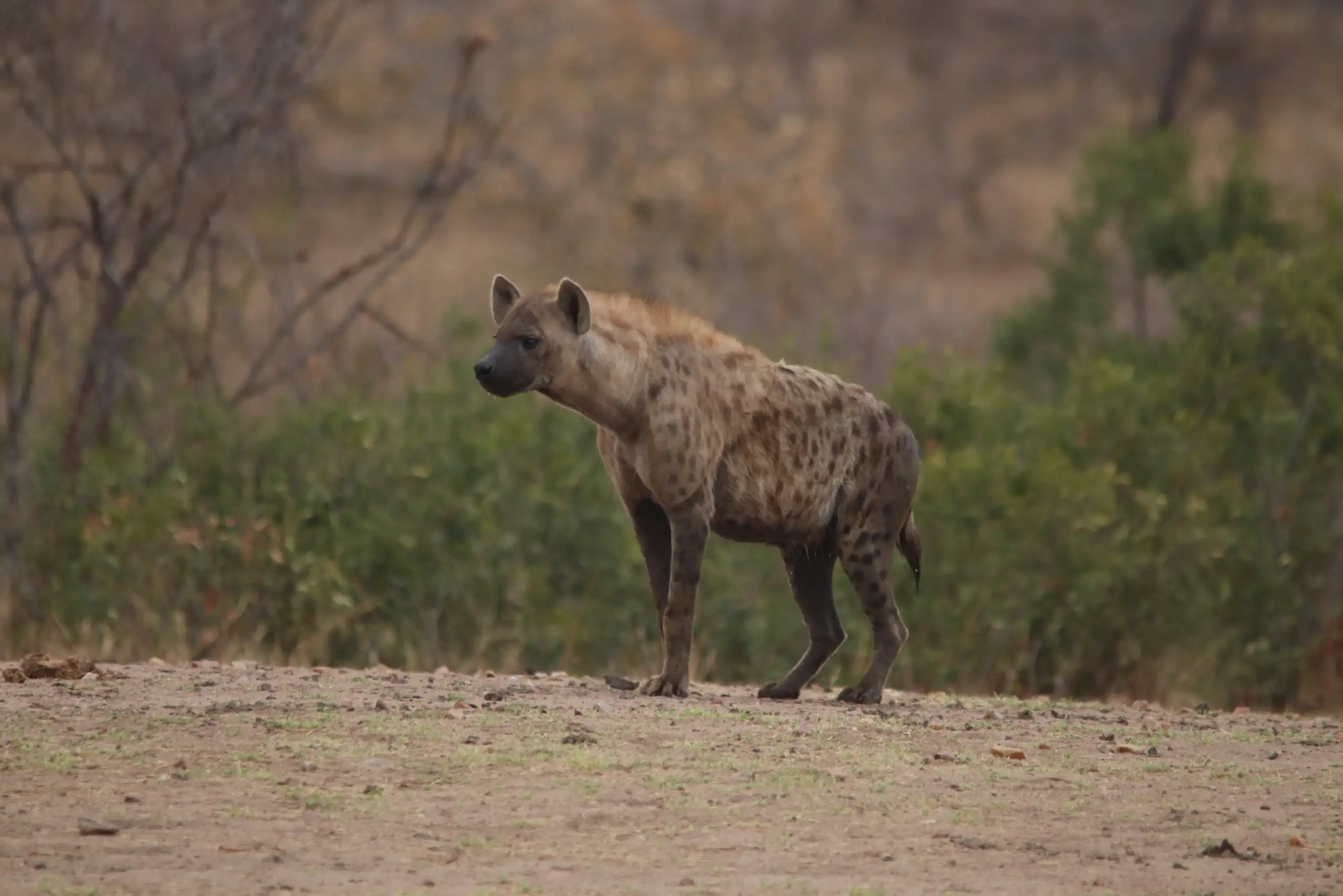 James botes HZvF ZKSSWA unsplash