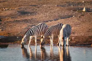 Safári na Namíbia: Etosha
