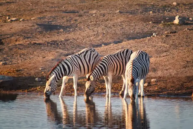 Safári na Namíbia: Etosha