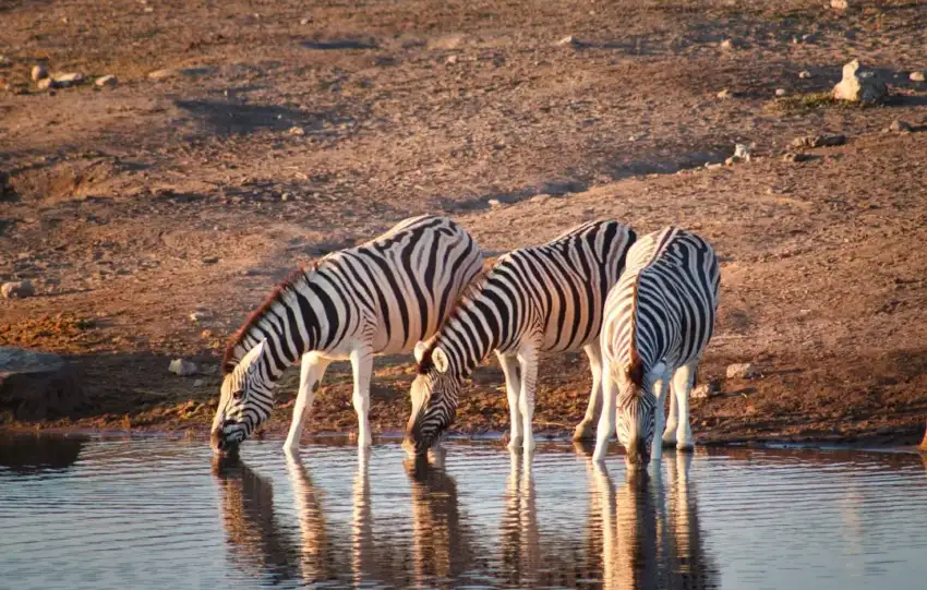 Safári na Namíbia: Etosha
