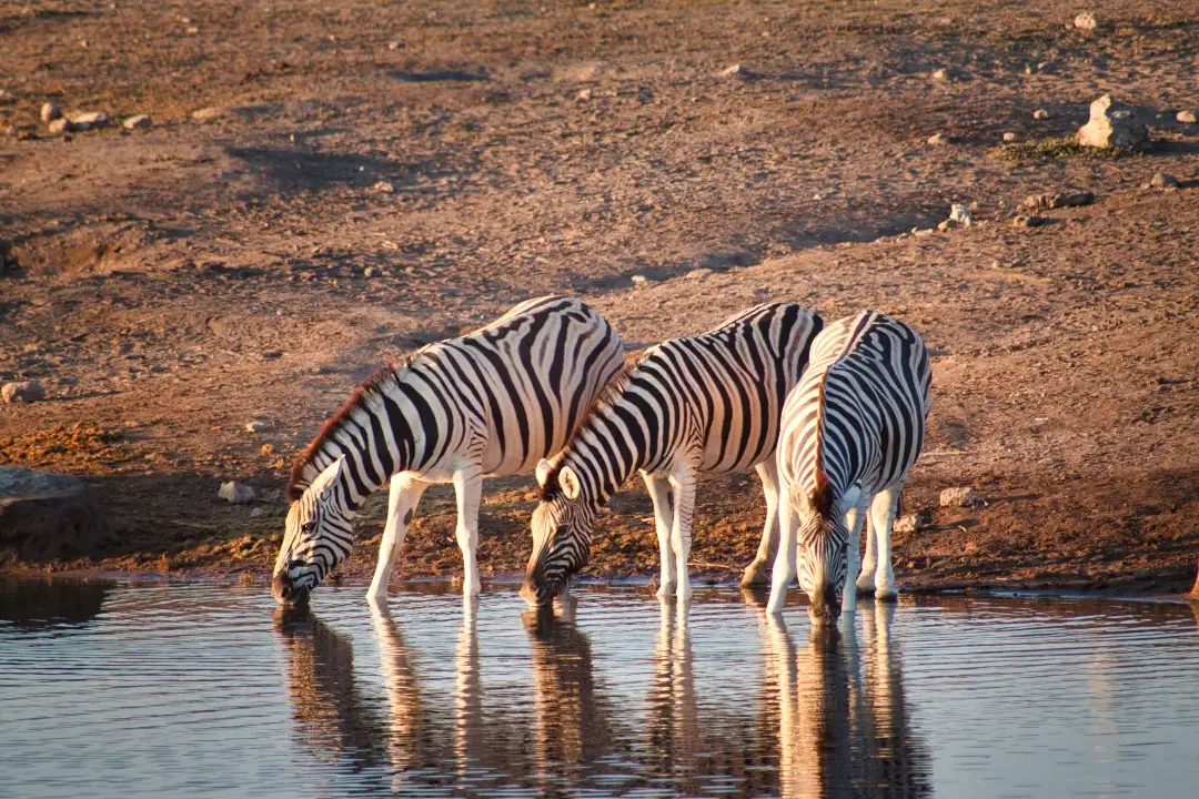 Safári na Namíbia: Etosha