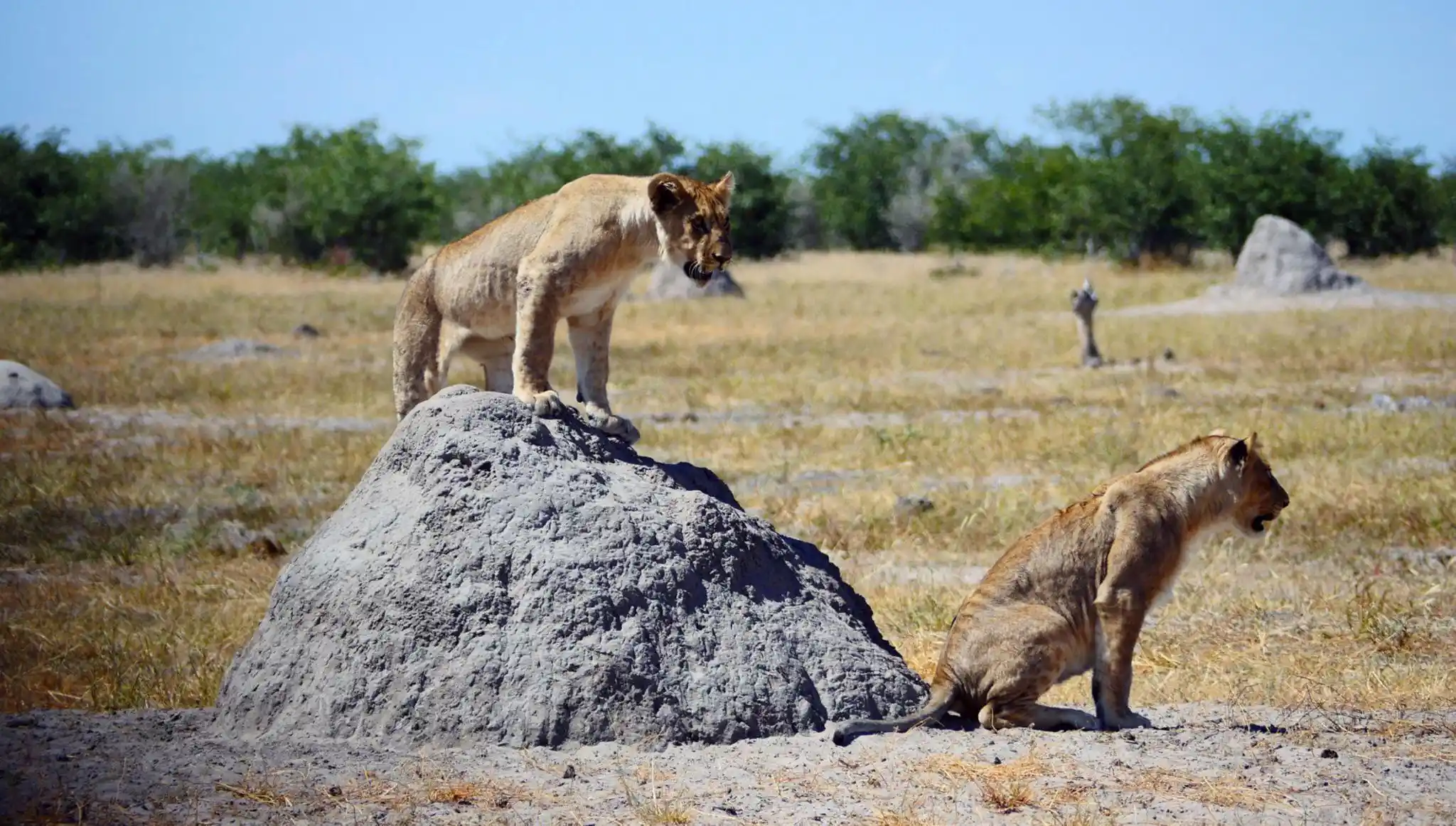 Safári na Namíbia: Etosha