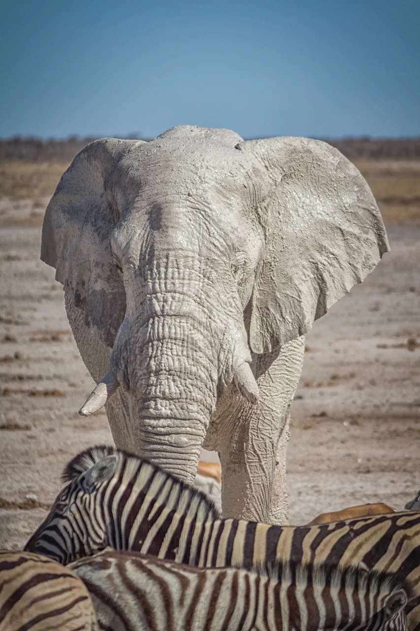Unique Safaris Destinos Namibia Etosha