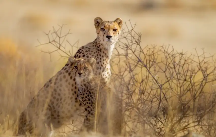 Unique Safaris Destinos Namibia Kalahari