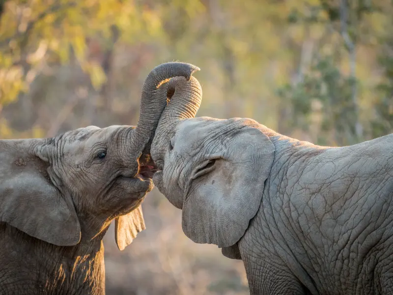 Alex Freire Roteiros