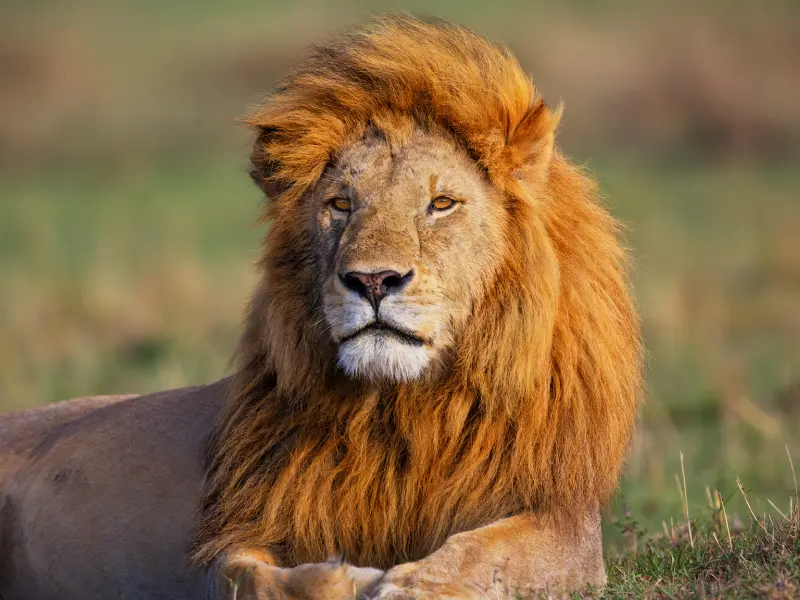 Alex Freire Roteiros