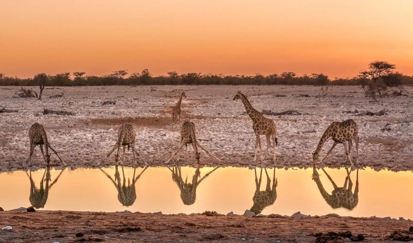 Alex Freire Safáris em Português Namibia Explorer