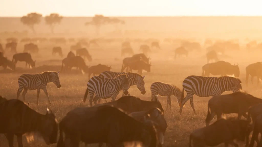 Tanzania & Zanzibar