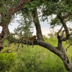 2024 Work South Africa Kruger Canon