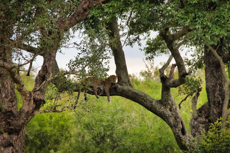 2024 Work South Africa Kruger Canon