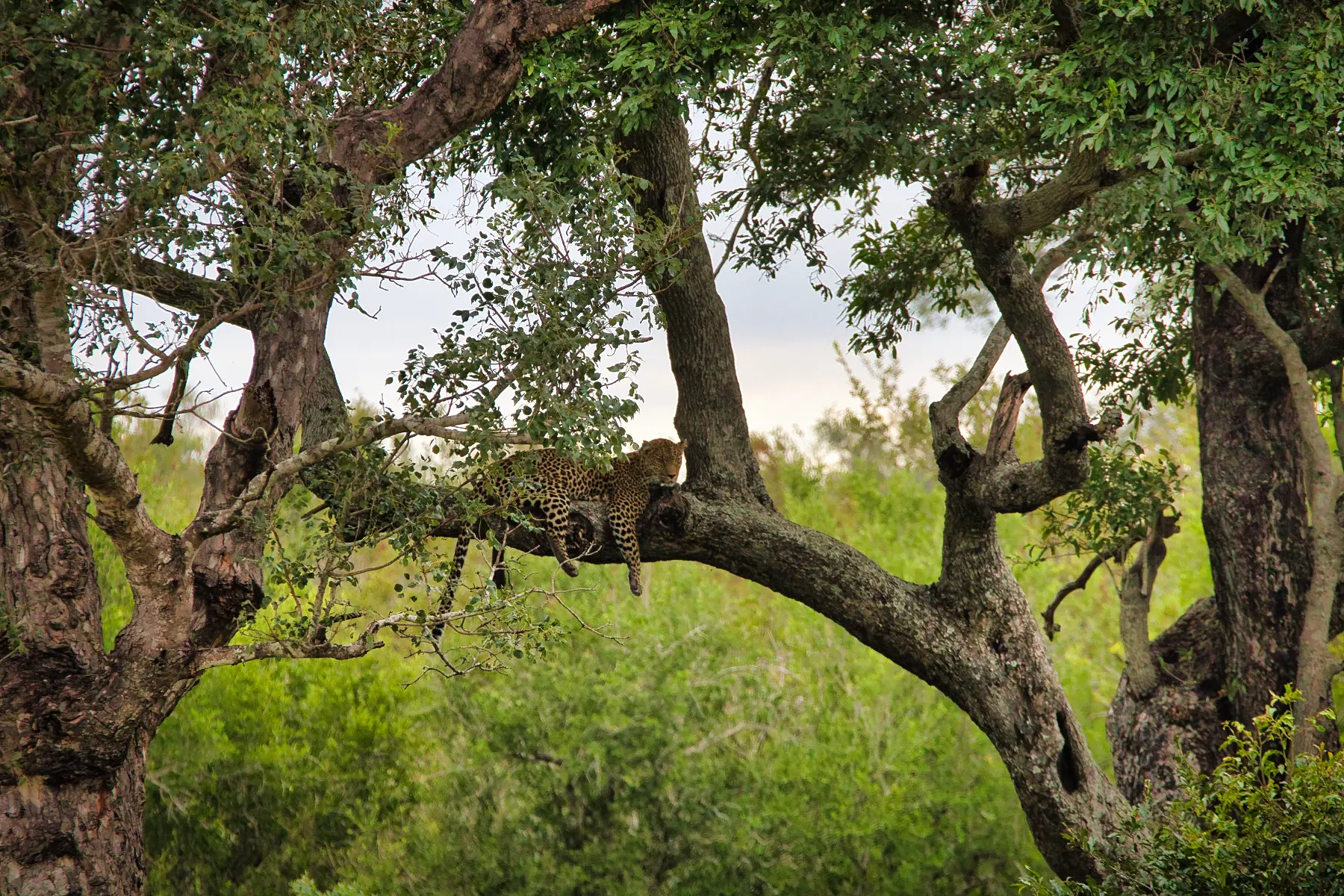 2024 Work South Africa Kruger Canon