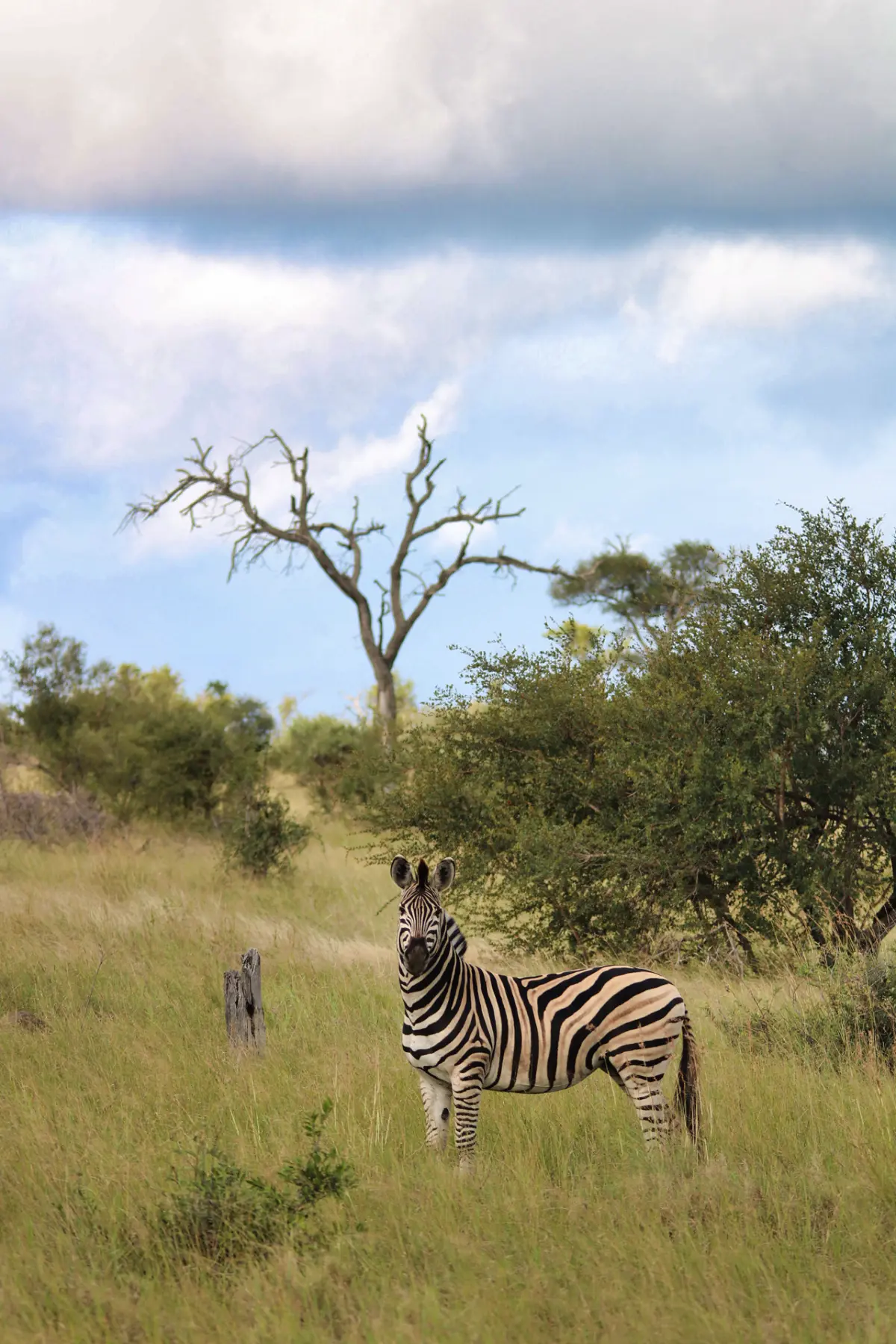 2024 Work South Africa Kruger iPhone