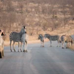 Kruger self drive safari scaled