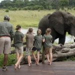 Safári com Crianças