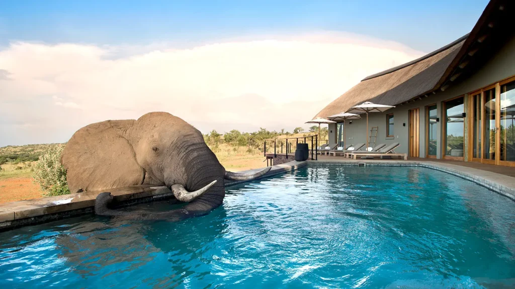 Elefante a beber agua de uma piscina