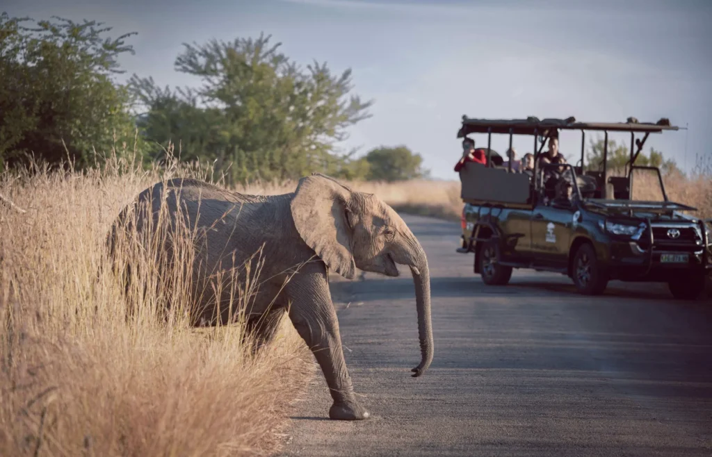 Elefante cruzando a estrada com turistas no jipe de safari