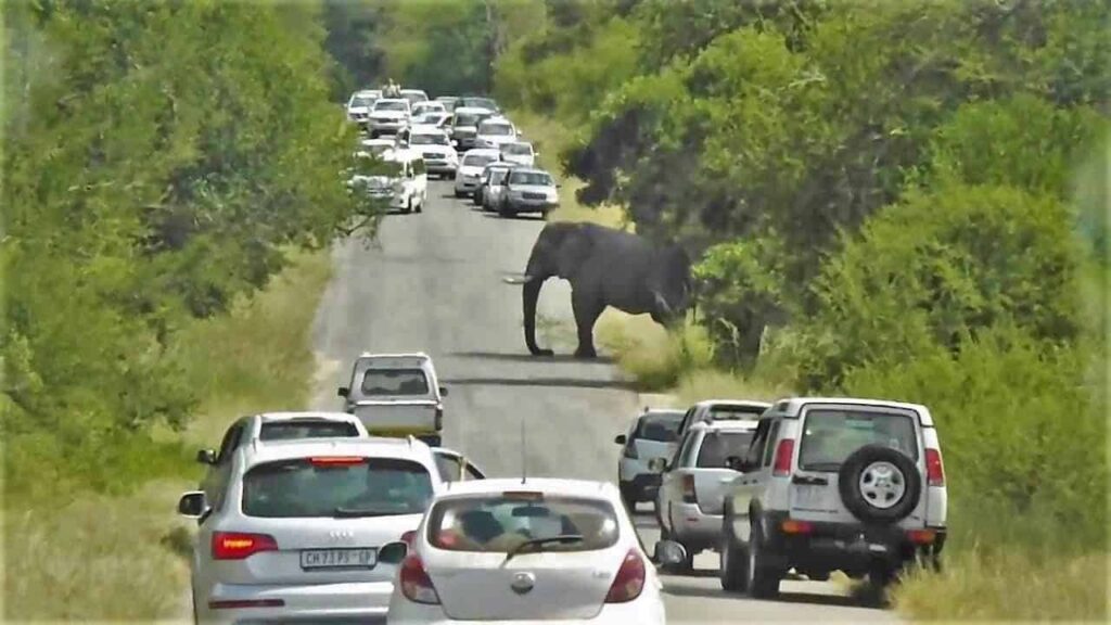 Elefante caminhando em estrada com múltiplos veículos de safári brancos alinhados para observação segura do animal gigante