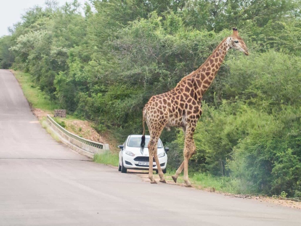 Girafa alta cruzando estrada de asfalto próxima a carro branco em encontro com vida selvagem, com vegetação densa ao fundo